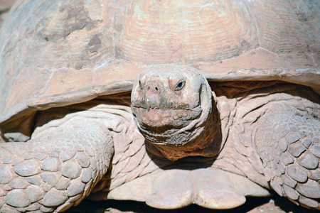 Geochelone sulcata  in the Zoological Center of Tel Aviv-Ramat Gan, Israel