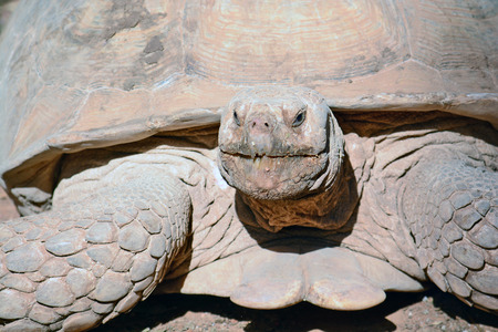 Geochelone sulcata  in the Zoological Center of Tel Aviv-Ramat Gan, Israel