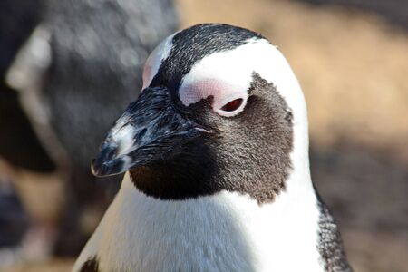 African Penguin in the Zoological Center of Tel Aviv-Ramat Gan, Israelの写真素材
