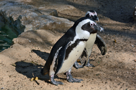 African Penguin in the Zoological Center of Tel Aviv-Ramat Gan, Israelの写真素材