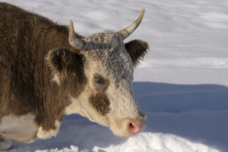 Cow under snow looking for grass. Winter rural scene. HDR - high dynamic range.の写真素材
