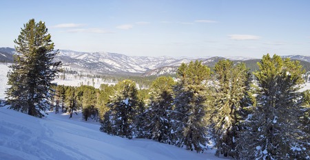 Winter landscape. Panorama of Altai Mountains. Cedar forest Siberian cedar forest, snowy winter, the shade of trees. Panorama HDR.の写真素材