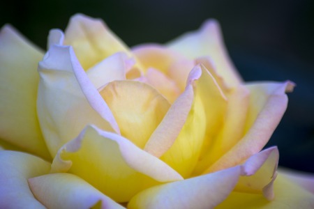 Yellow Rose Flower on Black Backgroundの写真素材