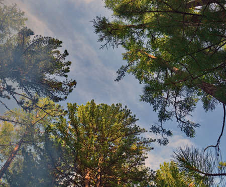 Cedar and larch against the sky. Altai mountains, Siberia, Russia.