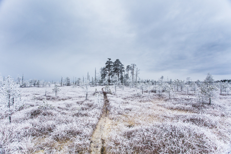 Hoarfrost in the bog at winter time in the Belarusの写真素材