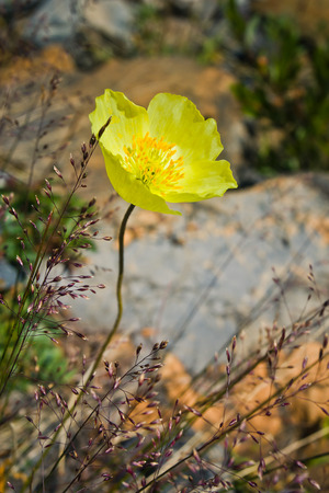 Beautifull  yellow mountain flower in the Altaj mountainsの写真素材
