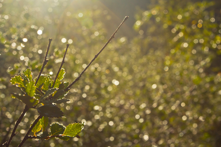 Background with plant on the light on sunrise in the forestの写真素材