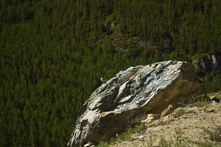 View to mountains, forest and bird  on the stone and marmot  in Altaj, Russia  at the summerの写真素材