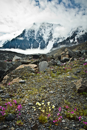 Beautifull  valley with view to mountains in the clounds and flowers in the stones in Altaj, Russia  at the summerの写真素材