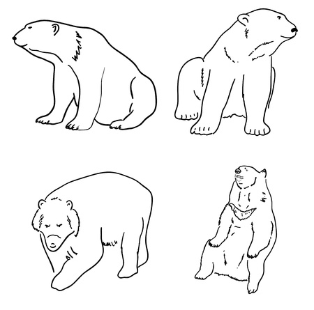Set of drawings of grizzly bears and white whiteのイラスト素材