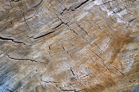 Wood texture of cutted tree trunk, close-upの写真素材