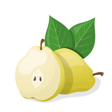 One pear and half of pear. のイラスト素材