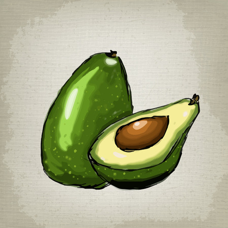 Avocado, half of avocado, avocado seed. Vector illustration of fruit avocado.のイラスト素材