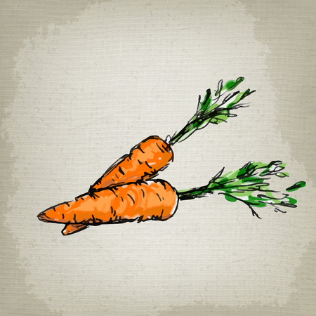 Fresh carrots. Vector illustrationのイラスト素材