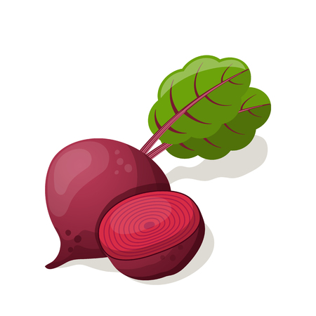 Beet isolated on white. Vector illustrationのイラスト素材