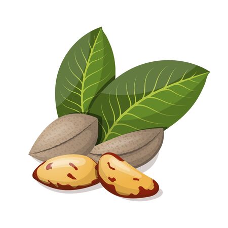 Brazil nuts with leafs isolated on white. Vector illustration.のイラスト素材