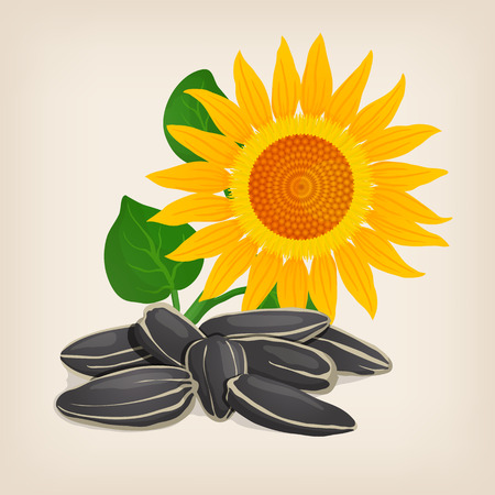Yellow sunflowers and sunflower seeds.のイラスト素材