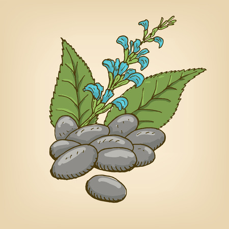 Chia branch and chia seeds.のイラスト素材