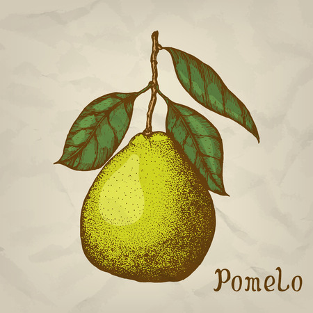 Pomelo hand drawn illustration. Pomelo icon, isolatedのイラスト素材