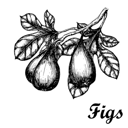 Hand drawn sketch with figs branch. Eco foods.のイラスト素材