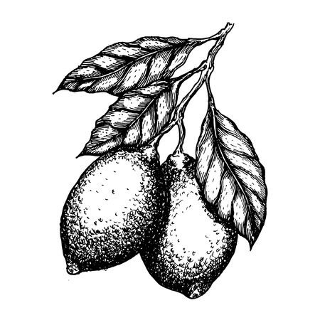 hand drawn lemon or lime fruit leafs on branch. Fruit engraved style illustration.のイラスト素材