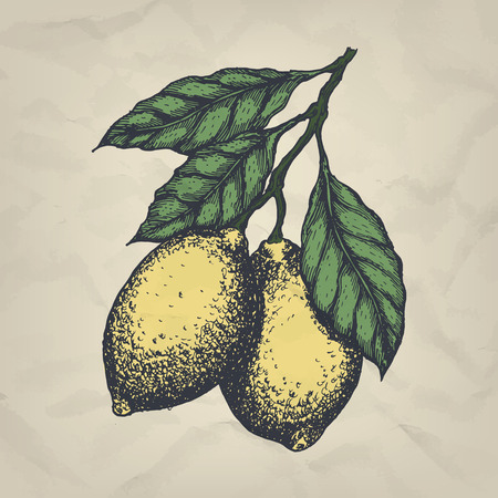 Branch with lemons hand drawn vintage style illustration.のイラスト素材