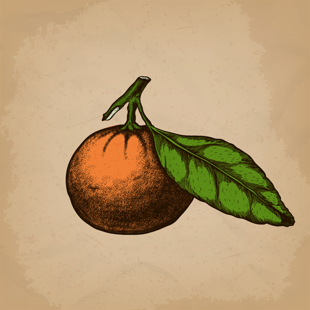 Mandarin orange Citrus branch with leaves. Hand drawn botanical set with fruits, branches and leaves.のイラスト素材