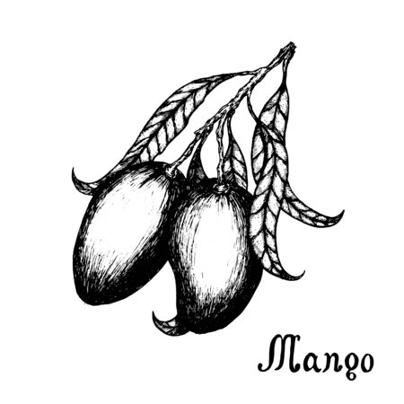 Hand drawn mango branch with leafs. Sketch style vector fruit illustration isolated on white background. Organic food.のイラスト素材