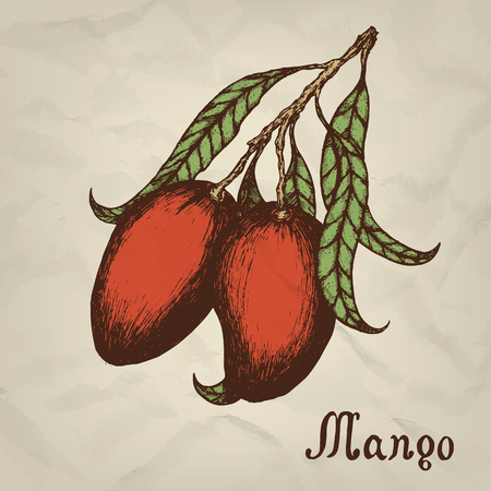 Branch with mango hand drawn vintage style. Vector illustrationのイラスト素材