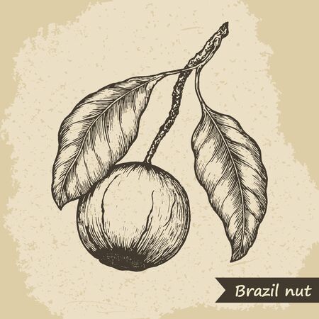 Brazil nut fruit, vintage engraved vector illustration.のイラスト素材
