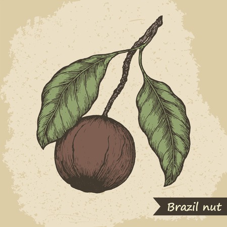 Brazil nut fruit, vintage engraved vector illustration.のイラスト素材