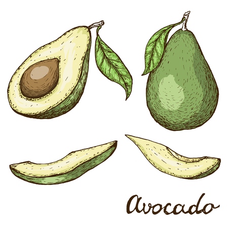 Hand drawn avocado set. Whole avocado, sliced pieces and half sketch. Engraved style illustration.のイラスト素材