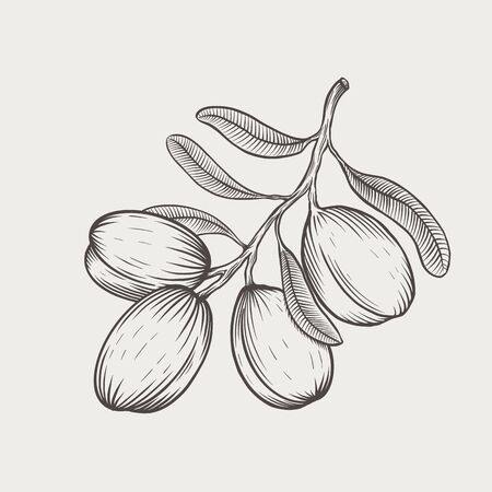 Vector illustration argan tree branch isolated. Engraved style.のイラスト素材