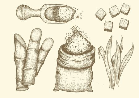 Collection of sugarcane: cane sugar and sugarcane. Vector hand drawn engraved set illustration.のイラスト素材
