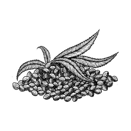 Superfood hemp protein. Leaf and seeds. Hand drawn vector illustration on white background. Engraving drawing style.のイラスト素材