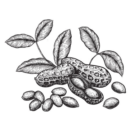 Peanuts and leaves. Hand drawn sketches vector illustration on white background in vintage style.のイラスト素材