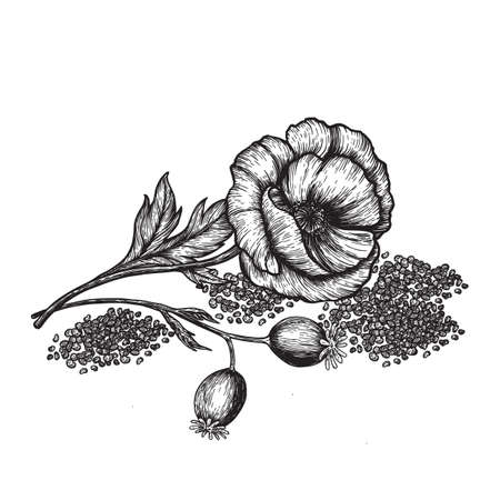 Poppy flowers and seeds. Hand drawn sketches vector illustration on white background in vintage style.のイラスト素材
