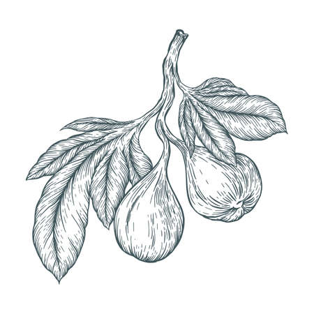 Common Fig or Ficus carica, vintage engraving. Old engraved illustration of Common Fig showing fruits. Trousset encyclopedia (1886 - 1891).のイラスト素材