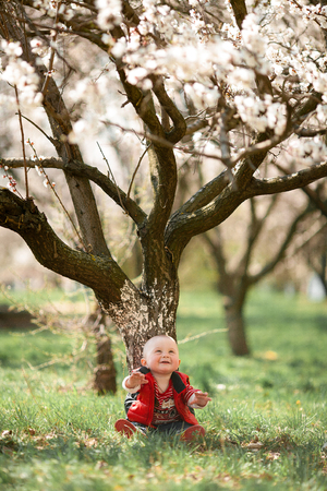 Baby in blooming apricot garden. Boy sitting on grass among flowering apricot trees.の写真素材