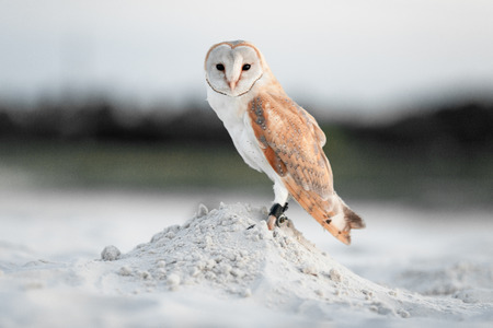 Small owl sits on white sand in desert. Closeup.の写真素材