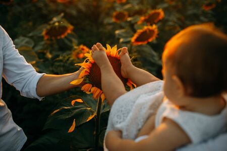 Feet of the baby are on the yellow sunflower inflorescence.の写真素材
