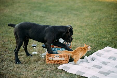 Black mastiff dog playing on the lawn with a red cat next to picnic utensils and wine glasses.の写真素材