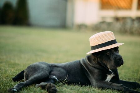 Black mastiff dog lying on the lawn in hat.の写真素材