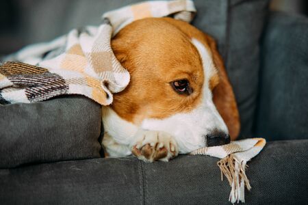Beagle dog lies on a sofa and rests wrapped in a plaid. Closeup.の写真素材