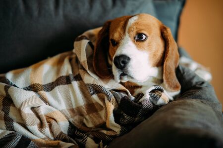 Beagle dog lies on a sofa and rests wrapped in a plaid. Closeup.の写真素材