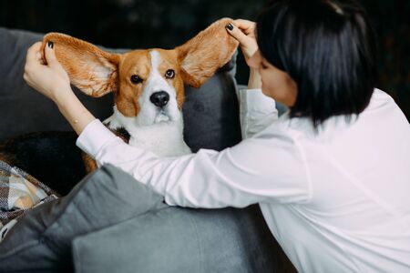 A woman has a fun, plays with beagle dog and lifts up his ears.の写真素材