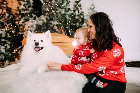 Mother and her son sit next to white samoyed dog against background of Christmas tree and decorations.の写真素材