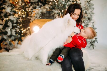 Mother and her son sit next to white samoyed dog and play with him against background of Christmas tree and decorations.の写真素材