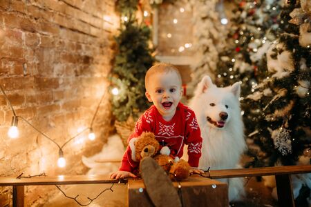 Little boy has a fun next to white samoyed dog against background of Christmas tree and decorations.の写真素材