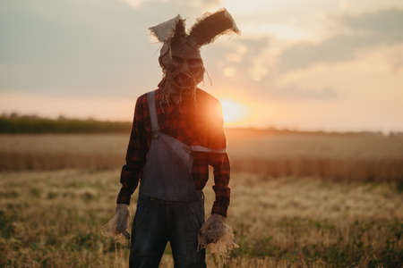 Man in image of sorcerer in hat with rabbit ears stands among wheat field against sunset sky.の写真素材